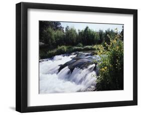 California, Sierra Nevada Mts, Inyo Nf, Flowers Along the Owens River-Christopher Talbot Frank-Framed Photographic Print