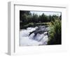 California, Sierra Nevada Mts, Inyo Nf, Flowers Along the Owens River-Christopher Talbot Frank-Framed Photographic Print