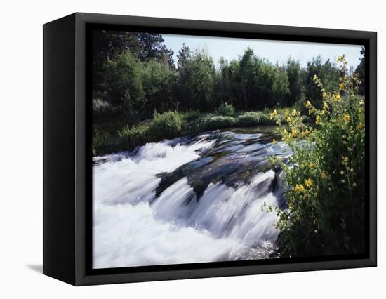 California, Sierra Nevada Mts, Inyo Nf, Flowers Along the Owens River-Christopher Talbot Frank-Framed Stretched Canvas