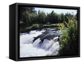 California, Sierra Nevada Mts, Inyo Nf, Flowers Along the Owens River-Christopher Talbot Frank-Framed Stretched Canvas