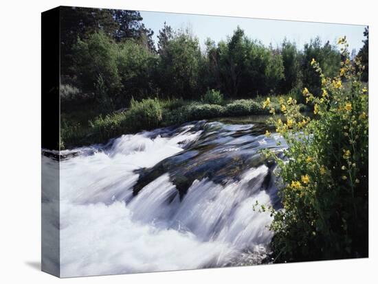 California, Sierra Nevada Mts, Inyo Nf, Flowers Along the Owens River-Christopher Talbot Frank-Stretched Canvas