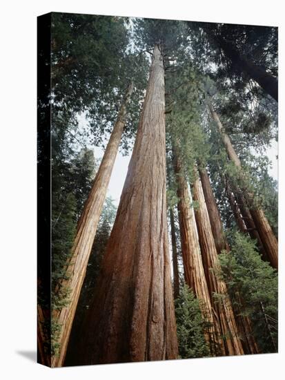 California, Sierra Nevada. Old Growth Sequoia Redwood Trees-Christopher Talbot Frank-Stretched Canvas