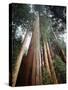 California, Sierra Nevada. Old Growth Sequoia Redwood Trees-Christopher Talbot Frank-Stretched Canvas