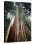 California, Sierra Nevada. Old Growth Sequoia Redwood Trees-Christopher Talbot Frank-Stretched Canvas