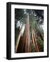 California, Sierra Nevada. Old Growth Sequoia Redwood Trees-Christopher Talbot Frank-Framed Photographic Print