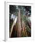 California, Sierra Nevada. Old Growth Sequoia Redwood Trees-Christopher Talbot Frank-Framed Photographic Print