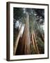 California, Sierra Nevada. Old Growth Sequoia Redwood Trees-Christopher Talbot Frank-Framed Photographic Print