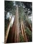 California, Sierra Nevada. Old Growth Sequoia Redwood Trees-Christopher Talbot Frank-Mounted Photographic Print