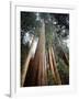 California, Sierra Nevada. Old Growth Sequoia Redwood Trees-Christopher Talbot Frank-Framed Photographic Print