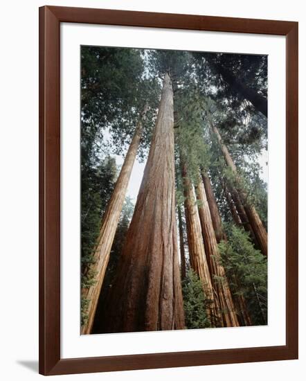 California, Sierra Nevada. Old Growth Sequoia Redwood Trees-Christopher Talbot Frank-Framed Photographic Print