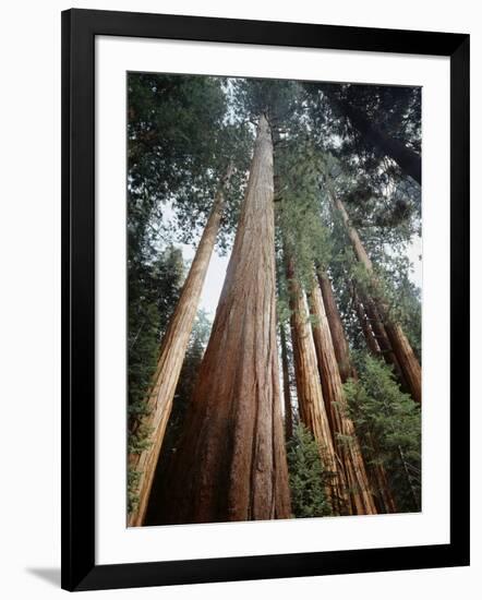 California, Sierra Nevada. Old Growth Sequoia Redwood Trees-Christopher Talbot Frank-Framed Photographic Print