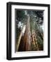 California, Sierra Nevada. Old Growth Sequoia Redwood Trees-Christopher Talbot Frank-Framed Photographic Print