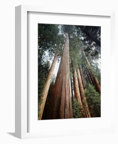 California, Sierra Nevada. Old Growth Sequoia Redwood Trees-Christopher Talbot Frank-Framed Photographic Print