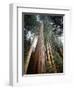 California, Sierra Nevada. Old Growth Sequoia Redwood Trees-Christopher Talbot Frank-Framed Photographic Print