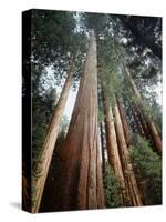 California, Sierra Nevada. Old Growth Sequoia Redwood Trees-Christopher Talbot Frank-Stretched Canvas