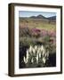 California, Sierra Nevada, Pine Trees Growing Out of a Snowpack-Christopher Talbot Frank-Framed Photographic Print