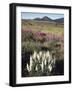 California, Sierra Nevada, Pine Trees Growing Out of a Snowpack-Christopher Talbot Frank-Framed Photographic Print