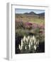 California, Sierra Nevada, Pine Trees Growing Out of a Snowpack-Christopher Talbot Frank-Framed Photographic Print