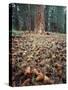 California, Sierra Nevada, Ponderosa Pine Tree and Pine Cones-Christopher Talbot Frank-Stretched Canvas