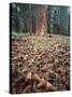 California, Sierra Nevada, Ponderosa Pine Tree and Pine Cones-Christopher Talbot Frank-Stretched Canvas