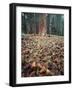 California, Sierra Nevada, Ponderosa Pine Tree and Pine Cones-Christopher Talbot Frank-Framed Photographic Print