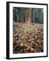 California, Sierra Nevada, Ponderosa Pine Tree and Pine Cones-Christopher Talbot Frank-Framed Photographic Print