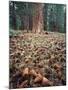 California, Sierra Nevada, Ponderosa Pine Tree and Pine Cones-Christopher Talbot Frank-Mounted Photographic Print