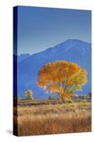 California, Sierra Nevada Range. Backlit Cottonwood Tree in Owens Valley-Jaynes Gallery-Stretched Canvas