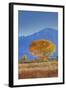 California, Sierra Nevada Range. Backlit Cottonwood Tree in Owens Valley-Jaynes Gallery-Framed Photographic Print
