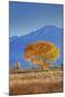 California, Sierra Nevada Range. Backlit Cottonwood Tree in Owens Valley-Jaynes Gallery-Mounted Photographic Print