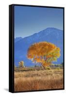 California, Sierra Nevada Range. Backlit Cottonwood Tree in Owens Valley-Jaynes Gallery-Framed Stretched Canvas