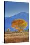 California, Sierra Nevada Range. Backlit Cottonwood Tree in Owens Valley-Jaynes Gallery-Stretched Canvas