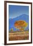 California, Sierra Nevada Range. Backlit Cottonwood Tree in Owens Valley-Jaynes Gallery-Framed Photographic Print