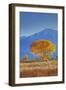 California, Sierra Nevada Range. Backlit Cottonwood Tree in Owens Valley-Jaynes Gallery-Framed Photographic Print