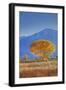 California, Sierra Nevada Range. Backlit Cottonwood Tree in Owens Valley-Jaynes Gallery-Framed Photographic Print