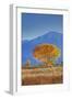 California, Sierra Nevada Range. Backlit Cottonwood Tree in Owens Valley-Jaynes Gallery-Framed Photographic Print