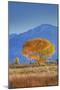 California, Sierra Nevada Range. Backlit Cottonwood Tree in Owens Valley-Jaynes Gallery-Mounted Photographic Print