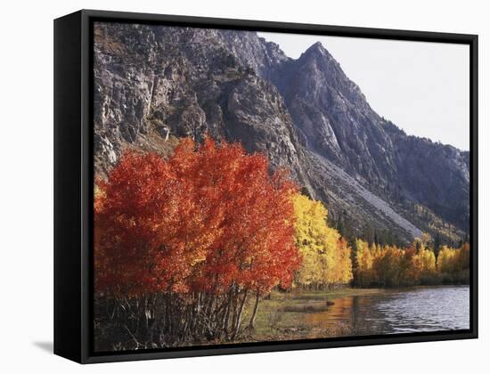 California, Sierra Nevada, Red Color Aspens Along Grant Lake, Inyo Nf-Christopher Talbot Frank-Framed Stretched Canvas