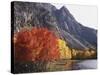 California, Sierra Nevada, Red Color Aspens Along Grant Lake, Inyo Nf-Christopher Talbot Frank-Stretched Canvas