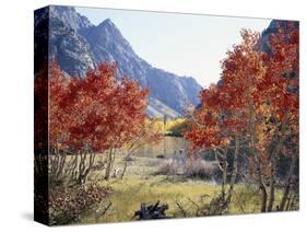 California, Sierra Nevada, Red Color Aspens Along Grant Lake, Inyo Nf-Christopher Talbot Frank-Stretched Canvas