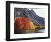 California, Sierra Nevada, Red Color Aspens Along Grant Lake, Inyo Nf-Christopher Talbot Frank-Framed Photographic Print