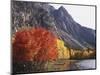 California, Sierra Nevada, Red Color Aspens Along Grant Lake, Inyo Nf-Christopher Talbot Frank-Mounted Photographic Print