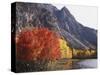 California, Sierra Nevada, Red Color Aspens Along Grant Lake, Inyo Nf-Christopher Talbot Frank-Stretched Canvas
