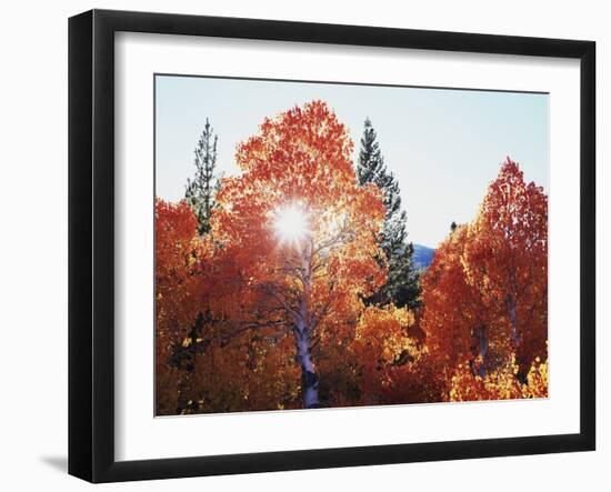 California, Sierra Nevada, Sunset Through Red Color Aspens in Inyo Nf-Christopher Talbot Frank-Framed Premium Photographic Print