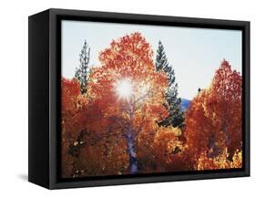 California, Sierra Nevada, Sunset Through Red Color Aspens in Inyo Nf-Christopher Talbot Frank-Framed Stretched Canvas