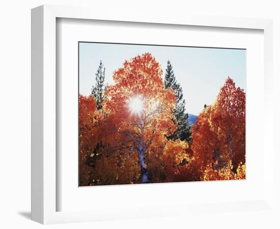 California, Sierra Nevada, Sunset Through Red Color Aspens in Inyo Nf-Christopher Talbot Frank-Framed Photographic Print