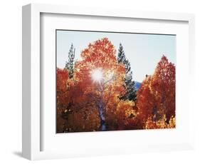 California, Sierra Nevada, Sunset Through Red Color Aspens in Inyo Nf-Christopher Talbot Frank-Framed Photographic Print