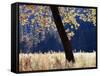 California, Sierra Nevada, Yosemite National Park, a Backlit California Black Oak-Christopher Talbot Frank-Framed Stretched Canvas