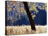 California, Sierra Nevada, Yosemite National Park, a Backlit California Black Oak-Christopher Talbot Frank-Stretched Canvas