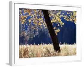 California, Sierra Nevada, Yosemite National Park, a Backlit California Black Oak-Christopher Talbot Frank-Framed Photographic Print